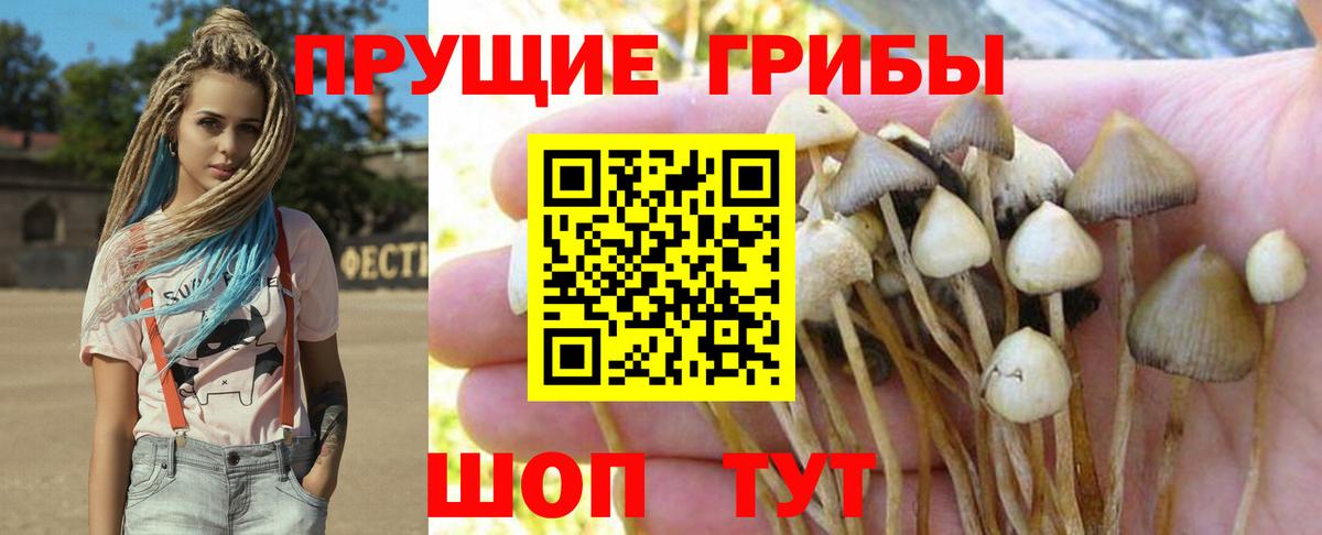 Галлюциногенные грибы прущие грибы  Галлюциногенные грибы Psilocybe  Вход с VPN  Каменск-Шахтинский 